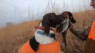 Pheasant Hunting on Nebraska Public Land EXPOSED!