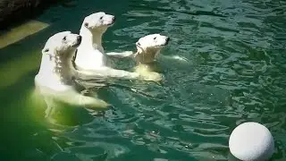 Герда прыгнула в воду. Двое медвежат решили побороться с мамой Гердой.