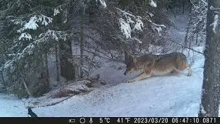 Свободные волки в тайге