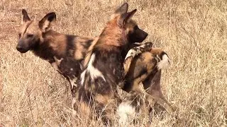 African Wild Dog Alpha Pair Reproductive Behavior