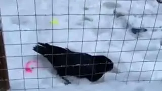 Сне г для ворона #ворон