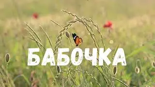 Бабочка
