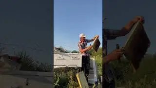 Отводок/ В каком состоянии?🐝🐝🐝🐝🐝🐝🐝