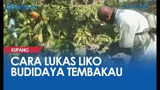 Cara Lukas Liko Budidaya Tanaman Tembakau di Kelurahan Kota Uneng Kecamatan Alok Kabupaten Sikka