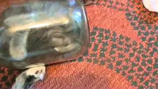 Два котенка в одной банке / Two kitten in a pot