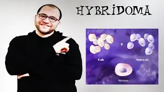 Monoclonal Antibodies (Hybridoma Technique)
