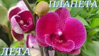 №758/ СВЕЖАЯ, ИНТЕРЕСНАЯ  поставка ОРХИДЕЙ в ПЛАНЕТА ЛЕТА