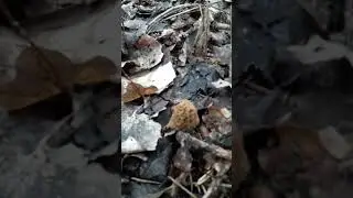 Верпа богемська