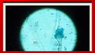 LUCA: ¿el primer ser vivo de la Tierra?