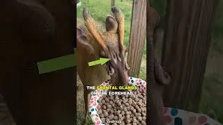 Muntjac Deer | Alien Deer