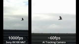 I made a slow motion AI tracker to film birds at 1000fps mid-flight