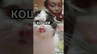 Удивительные факты о котах, которые вы не знали!