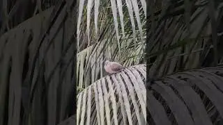 Bird watching