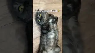 А ваши кошки так умеют?😂 #котик #кот #кошки