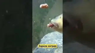 Зараза хитрая