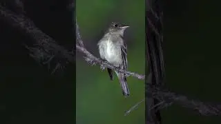 Interesting Facts About The Acadian Flycatcher || #Shorts #Facts #AnimalFacts