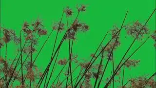 green screen.