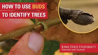 How to Use Buds to Identify Trees