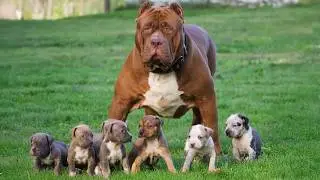 Protective Dog Mom Raising Her Puppies with Love ❤️🐶 Funny Dog Videos 2025