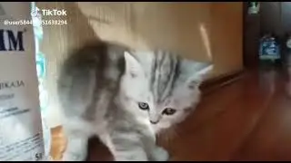 18+.Полная готовность к Хэллоуину -научились быстро бегать от страха.