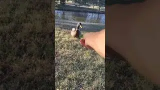 hurt duck