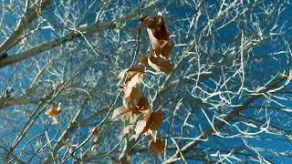 Leaves in Wind