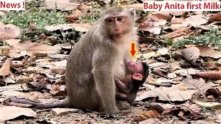Update ! New born Baby monkey Anita first Milk, Looks baby face likes his mother