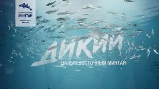 Рекламный ролик | FMC ADV |  Дикий дальневосточный минтай заставка
