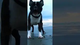 Boston Terrier Barking Sound