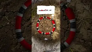 Snake Eats Itself 🐍