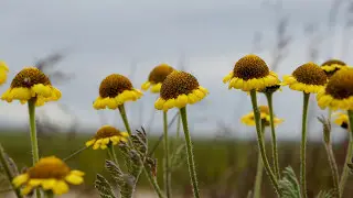 Чудеса флоры и фауны Ямала