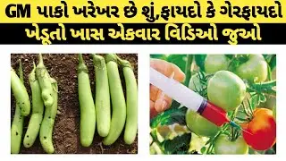 Genetically modified crops/how genetically modified crops effect #genetics #modified  @Kheti_walee