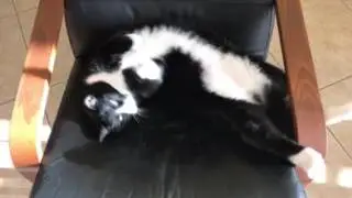 Lazy cat Gary lying on his back
