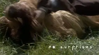 anakin & padmé// no surprises