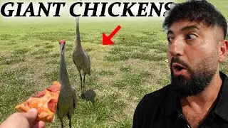 GIANT CHICKENS INVADE OUR HOUSE!