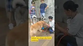 Uhaw na uhaw sa sobrang Init from walking-Stanley Plaza #hongkong #dogs #animals #summer #thirsty
