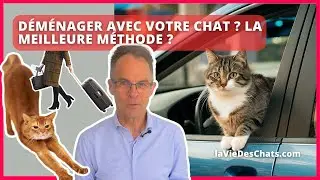 DÉMÉNAGER AVEC VOTRE CHAT ? LA MEILLEURE MÉTHODE ?