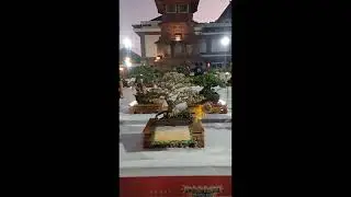 Bestten kelas smol & mame #bonsai #bonsaitree #inspirasibonsai #bonsaiindonesia