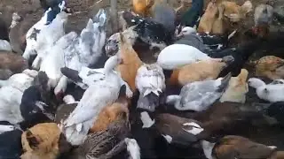 🔴 Kənd həyatı // Həyətimin heyvanları // Gülləri və meyvələri ❗