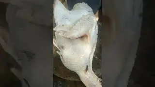 our farm life/cooked food for lunch/native chicken and fried fish #highlights #farmlife