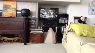 Cat Watching TV
