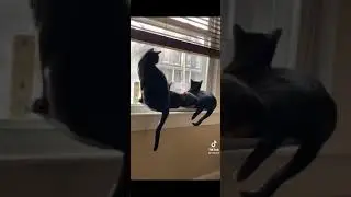 Cats take over TikTok | Kids Meme Free