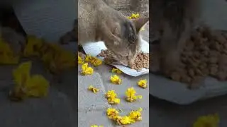 Pregnant Cat Looks Beautiful in fallen flowers