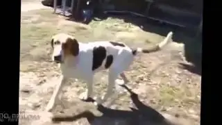 Смешные животные и приколы смешных животных