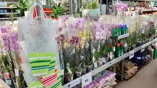 ВПервые ХОТЕЛА СКУПИТЬ все ОРХИДЕИ в OBI ❗Сортовые ОРХИДЕИ , БИГ ЛИПЫ и многое другое...