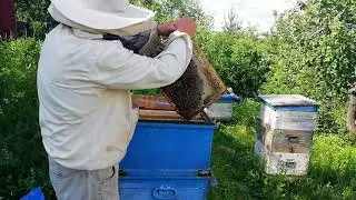 Конец цветения белой акации. Итоги по мёду.