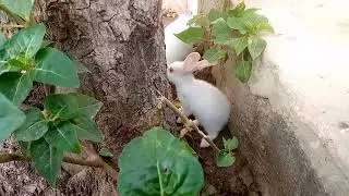bunny rabbit enjoying muddy #rabbits