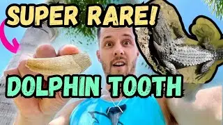Unexpected Discoveries While Shark Tooth Hunting!
