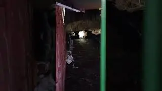 ЗЛОЙ МЕДВЕДЬ КИНУЛСЯ НА ЛЮДЕЙ