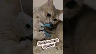Кот Фидель и новая игрушка #cats